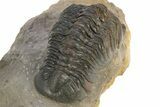 Detailed Reedops Trilobite - Atchana, Morocco #312769-4